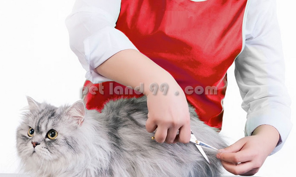 آموزش آرایش سگ و گربه عکس شماره 2
