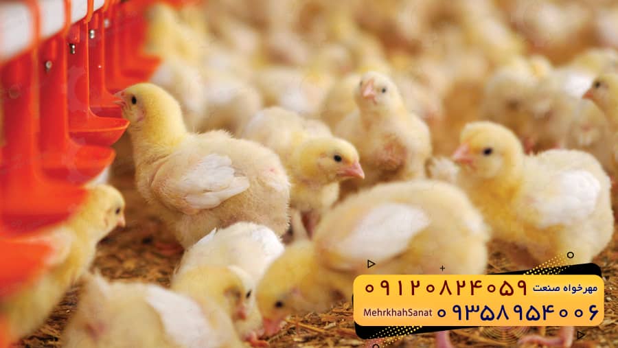 🐣🐣🐣 *جوجه راس ۳۰۸*🐣🐣🐣