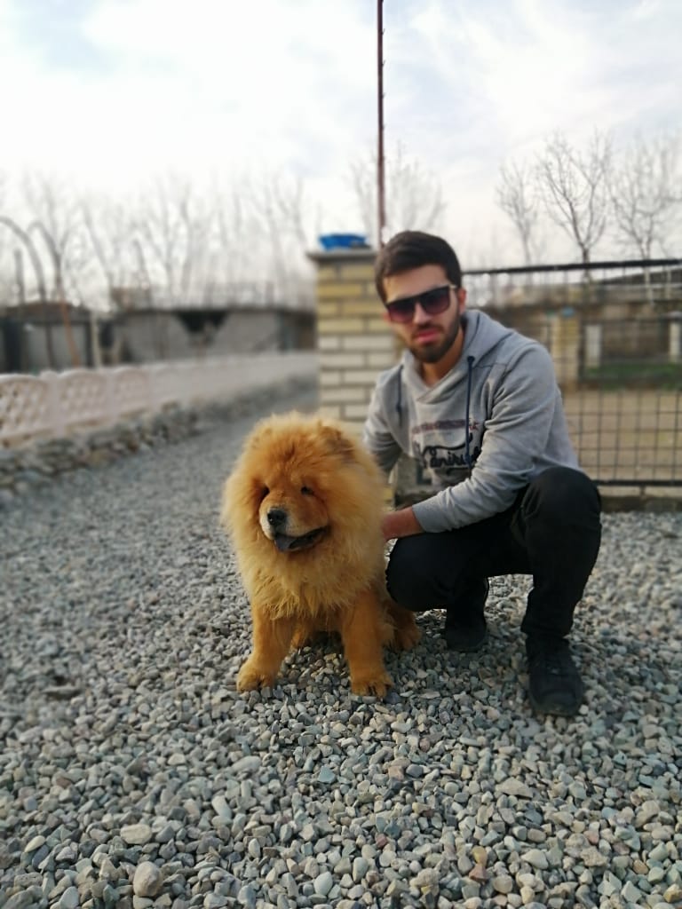 فروش چاوچاو های خرسی  عکس شماره 2
