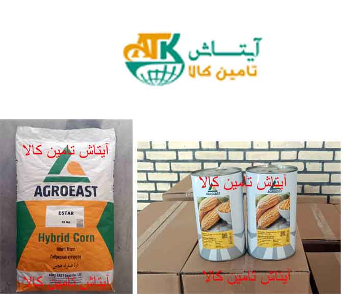 بذر ذرت شیرین آلتین Altin بذر ذرت دو منظورهدانه ای و علوفه ای رقم ای استار Estar