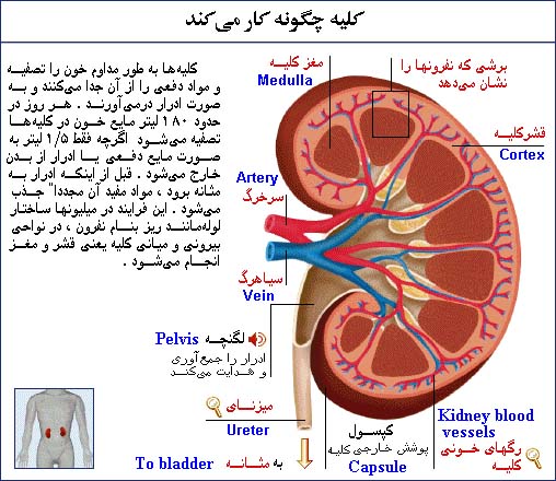 فروش کلیه A+