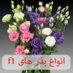 فروشگاه ظرافت ارائه کننده انواع بذر گل های f1