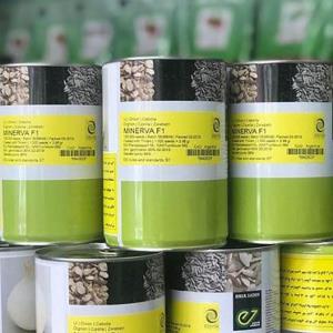 فروش بذر پیاز مینروا 