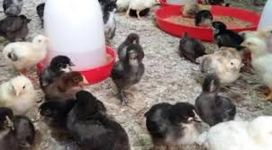 فروش مرغ بومی یکروزه
