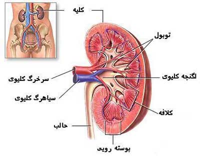 فروش کلیه A منفی