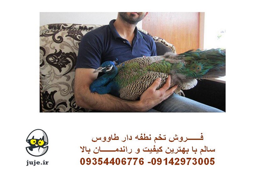 تخم نطفه دار طاووس، انواع نژادها