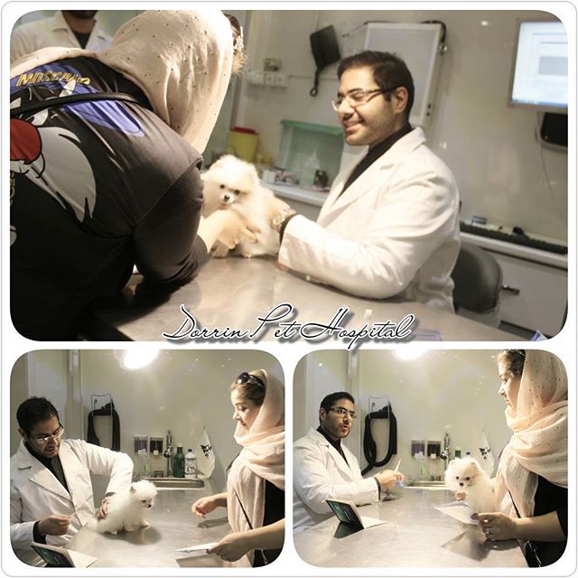 میکروچیپ وگواهی خروج از کشورحیوانات خانگی بیمارستان دامپزشکی درین
