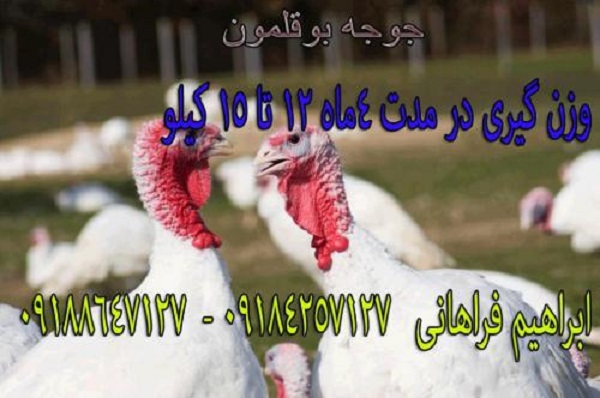 فروش ویژه جوجه بوقلمون