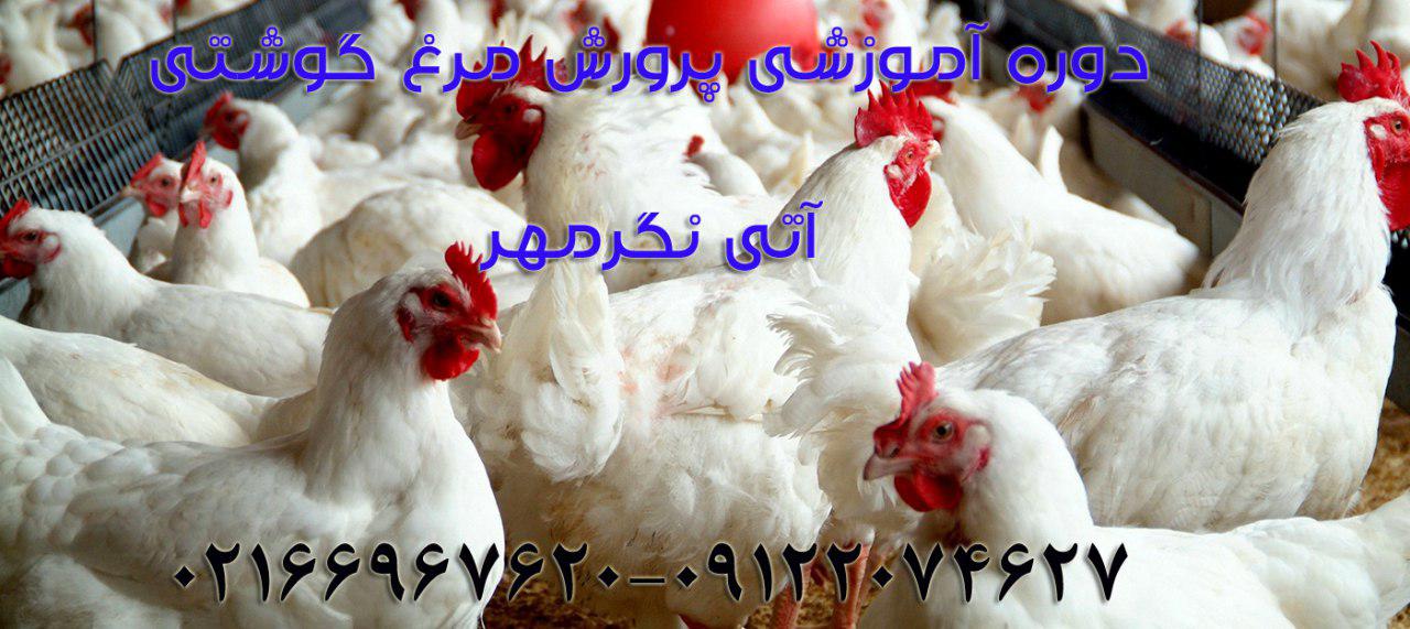 دوره آموزشی پرورش مرغ گوشتی