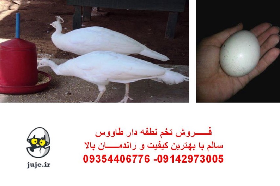 تخم نطفه دار طاووس، انواع نژادها